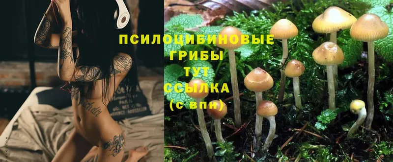 Псилоцибиновые грибы Magic Shrooms  где можно купить   мориарти наркотические препараты  Кудрово 